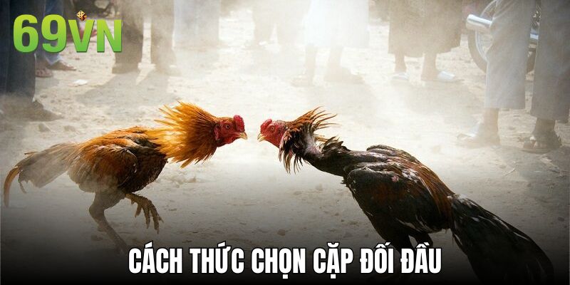 Cách thức chọn cặp đối đầu trong giải đấu cựa dao